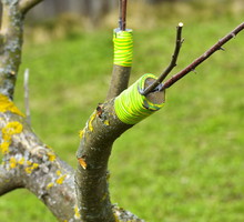 Proces zrastania się zrazów z czopem trwa nawet kilkanaście tygodni, dopiero wtedy możemy odwiązać sznurek lub zdjąć taśmę zabezpieczającą zabieg. (zdj.: Adobe Stock)