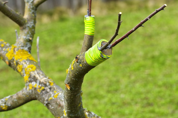 Proces zrastania się zrazów z czopem trwa nawet kilkanaście tygodni, dopiero wtedy możemy odwiązać sznurek lub zdjąć taśmę zabezpieczającą zabieg. (zdj.: Adobe Stock)