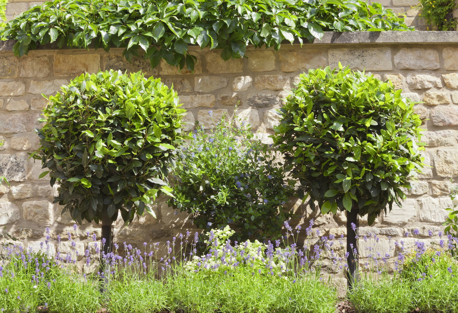 Prowadząc laur jako drzewo, otrzymamy osiągającą nawet 12 metrów roślinę, nadającą się do formowania.  (zdj.: Adobe Stock)