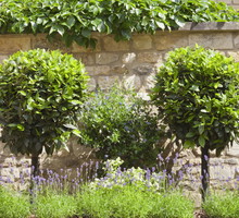 Prowadząc laur jako drzewo, otrzymamy osiągającą nawet 12 metrów roślinę, nadającą się do formowania. (zdj.: Adobe Stock)