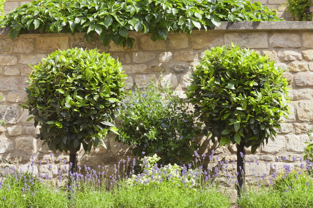 Prowadząc laur jako drzewo, otrzymamy osiągającą nawet 12 metrów roślinę, nadającą się do formowania. (zdj.: Adobe Stock)