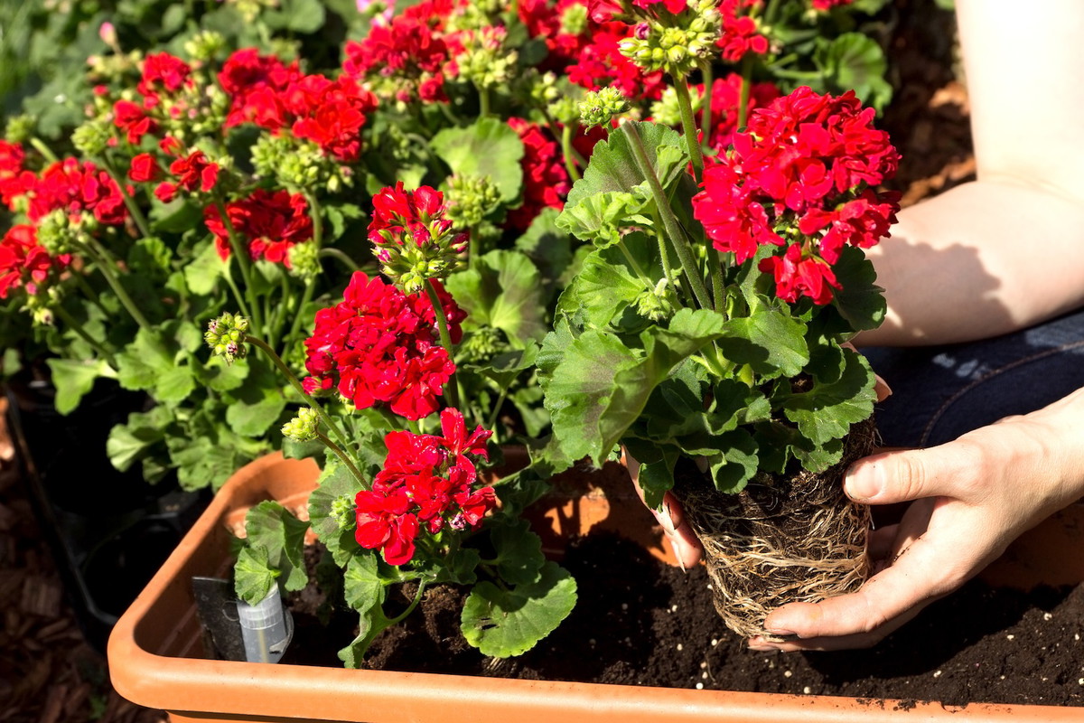 Przesadzając rośliny nie nawoźmy ich od razu! Choć może się wydawać, że przyśpieszamy tak proces ukorzeniania, jest wręcz odwrotnie. Wstrzymajmy się z zasilaniem do czasu aż kwiaty się ukorzenią, następuje to 2-3 tygodnie od posadzenia. (zdj.: Adobe Stock