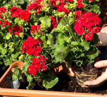 Przesadzając rośliny nie nawoźmy ich od razu! Choć może się wydawać, że przyśpieszamy tak proces ukorzeniania, jest wręcz odwrotnie. Wstrzymajmy się z zasilaniem do czasu aż kwiaty się ukorzenią, następuje to 2-3 tygodnie od posadzenia. (zdj.: Adobe Stock