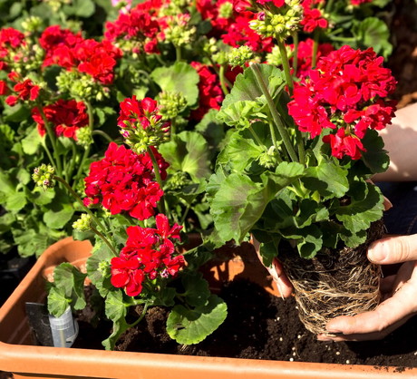 Przesadzając rośliny nie nawoźmy ich od razu! Choć może się wydawać, że przyśpieszamy tak proces ukorzeniania, jest wręcz odwrotnie. Wstrzymajmy się z zasilaniem do czasu aż kwiaty się ukorzenią, następuje to 2-3 tygodnie od posadzenia. (zdj.: Adobe Stock