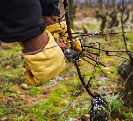 Przy cięciu ważne jest utrzymanie odpowiedniej ilości łozów - jednorocznych pędów zdrewniałych, z których wyrastają owoce. (zdj.: Adobe Stock)