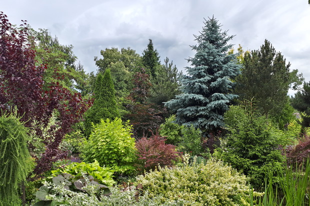 Przy stawku, w deszczowy czerwcowy dzień.