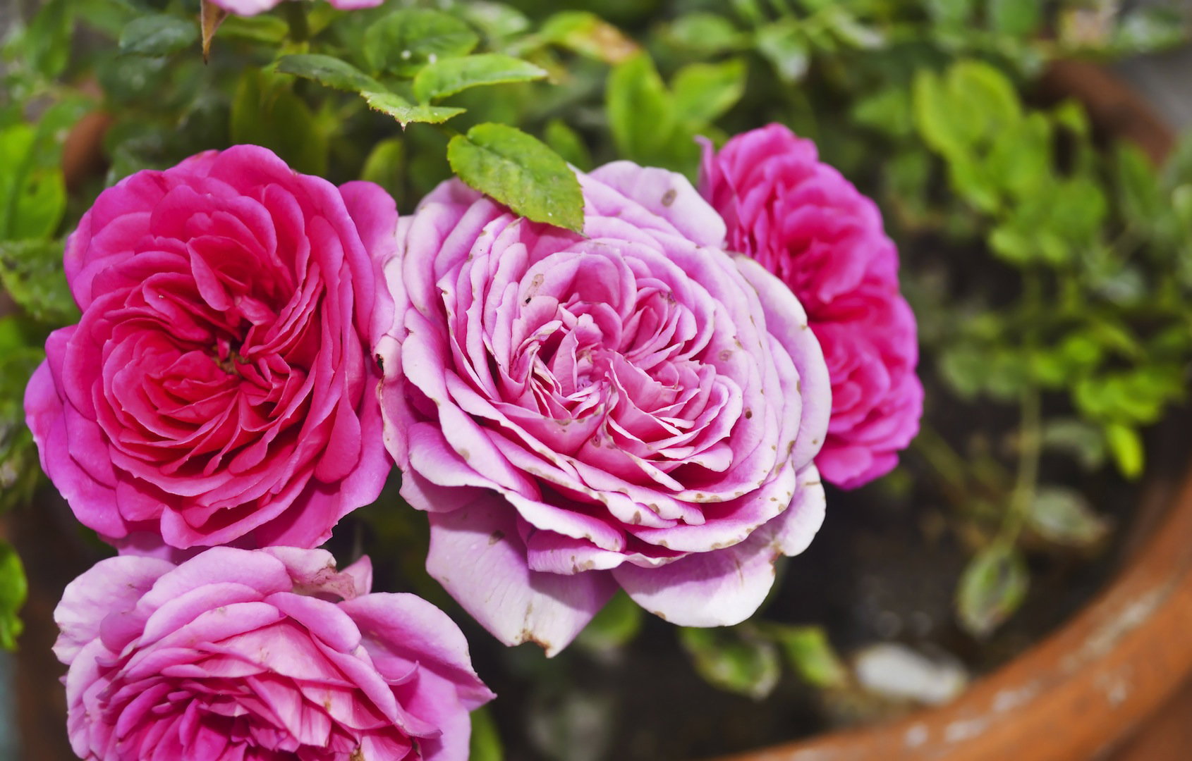 Przygotowując donicę pod hodowlę róż, pamiętajmy o przygotowaniu drenażu, który odprowadzać będzie nadmiar wody. (zdj.: Adobe Stock)