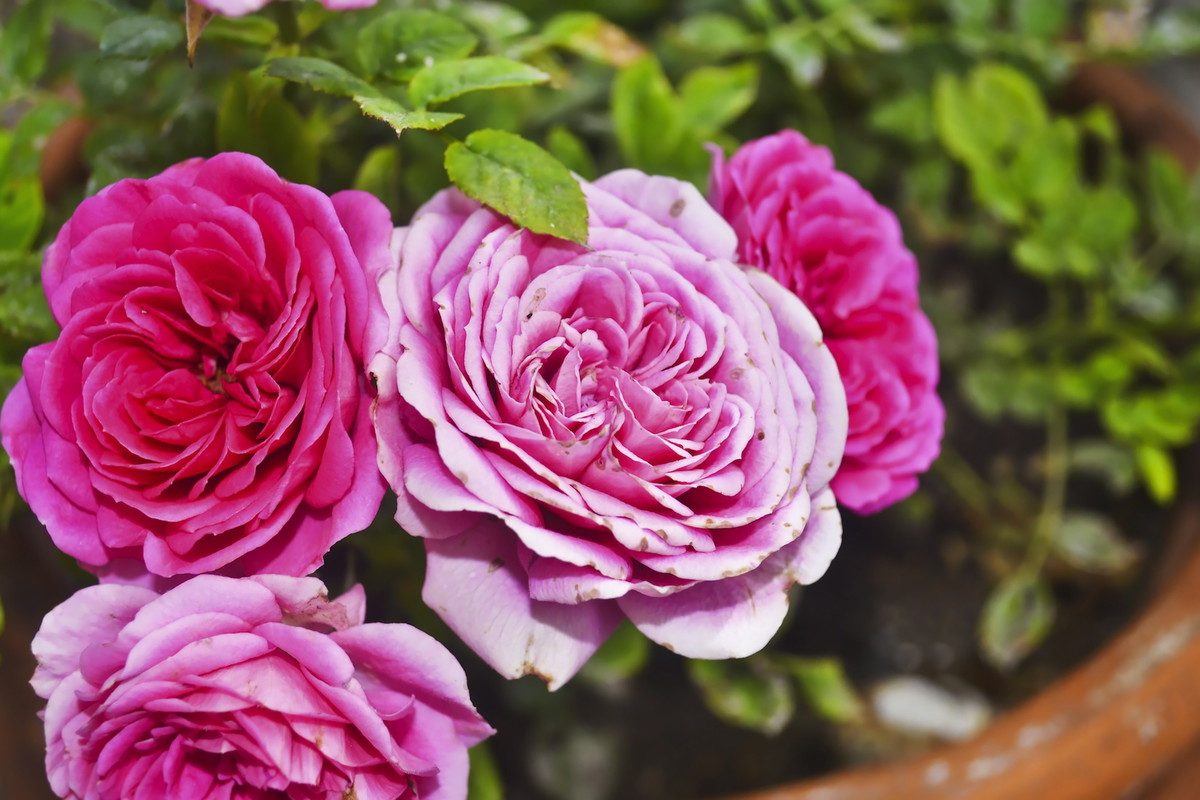 Przygotowując donicę pod hodowlę róż, pamiętajmy o przygotowaniu drenażu, który odprowadzać będzie nadmiar wody. (zdj.: Adobe Stock)