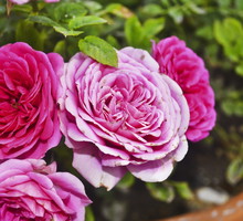 Przygotowując donicę pod hodowlę róż, pamiętajmy o przygotowaniu drenażu, który odprowadzać będzie nadmiar wody. (zdj.: Adobe Stock)