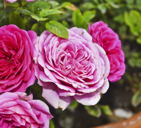 Przygotowując donicę pod hodowlę róż, pamiętajmy o przygotowaniu drenażu, który odprowadzać będzie nadmiar wody. (zdj.: Adobe Stock)