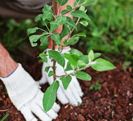 Przyklepywanie gleby po sadzeniu ma zalety nie tylko dekoracyjne. Dzięki niemu ziemia lepiej przylega do korzeni, które efektywniej chłoną z niej wodę. (zdj.: Adobe Stock)