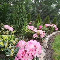 Rabata z różanecznikami odmiany "Fantastica"