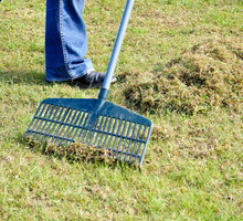 Resztki skoszonej trawy czy pozimowy filc utrudnia dostęp roślin od wody, światła czy nawozu. Zalecamy zgrabienie zanieczyszczeń przed podlewaniem i nawożeniem trawnika. (zdj.: Adobe Stock)