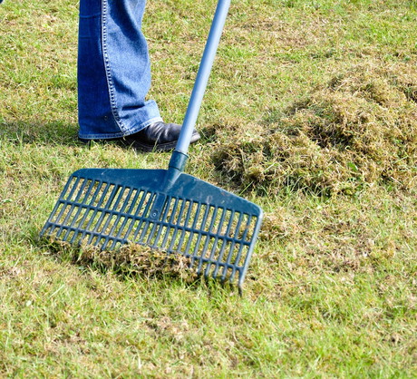 Resztki skoszonej trawy czy pozimowy filc utrudnia dostęp roślin od wody, światła czy nawozu. Zalecamy zgrabienie zanieczyszczeń przed podlewaniem i nawożeniem trawnika. (zdj.: Adobe Stock)