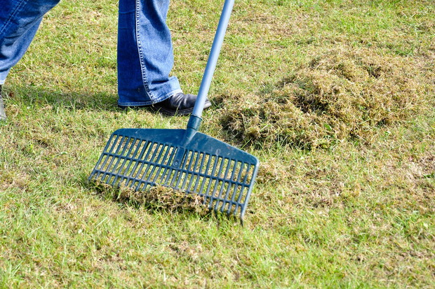 Resztki skoszonej trawy czy pozimowy filc utrudnia dostęp roślin od wody, światła czy nawozu. Zalecamy zgrabienie zanieczyszczeń przed podlewaniem i nawożeniem trawnika. (zdj.: Adobe Stock)