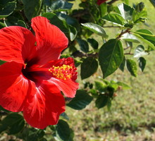 Róża chińska hibiskus rosasinensis nadaje się również do uprawy domowej, w której wielkie kwiaty w kształcie trąbek występują w wielu kolorach (zdj.: Adobe Stock)