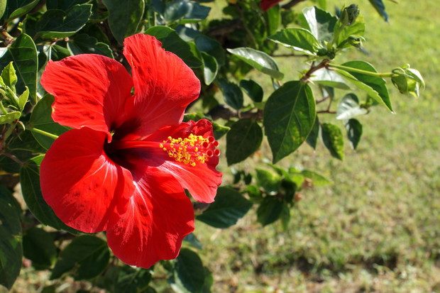 Róża chińska hibiskus rosasinensis nadaje się również do uprawy domowej, w której wielkie kwiaty w kształcie trąbek występują w wielu kolorach (zdj.: Adobe Stock)