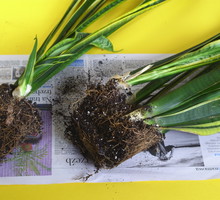 Rozmnażanie przez podział (tutaj na przykładzie sansevierii) sprawdza się przy roślinach tworzących kępy i odrosty. (zdj.: Adobe Stock)