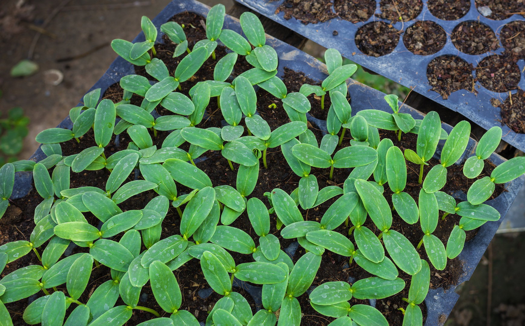 Rozsady ogórka przygotować możemy jeszcze przed nadejściem wiosny, siewki przeznaczone do uprawy szklarniowej będą dzięki temu gotowe już w kwietniu. (zdj.: Adobe Stock)