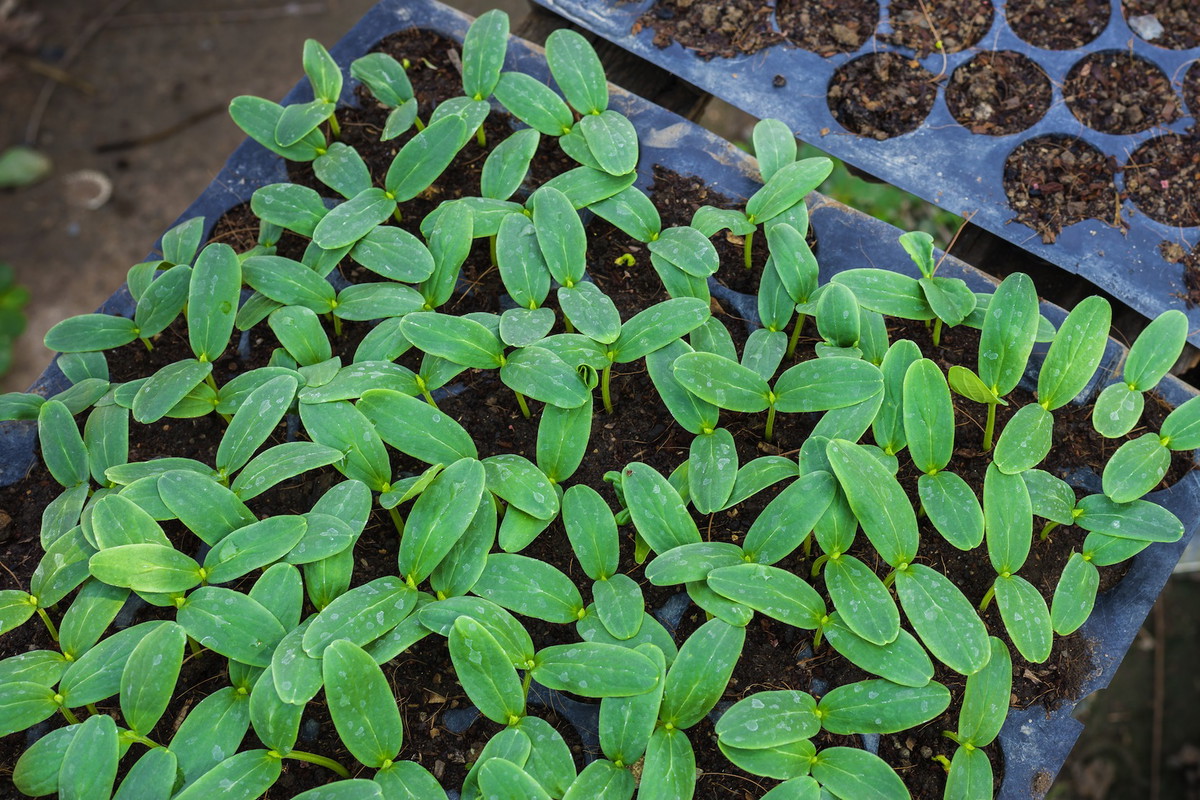 Rozsady ogórka przygotować możemy jeszcze przed nadejściem wiosny, siewki przeznaczone do uprawy szklarniowej będą dzięki temu gotowe już w kwietniu. (zdj.: Adobe Stock)
