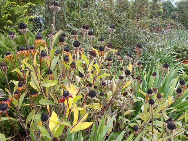 Rudbekie omszone jesienią.