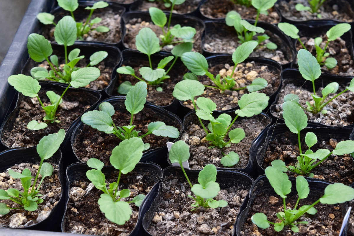 Sadzonki bratków wykształcą się z nasion nawet po 2-3 tygodniach. Już wtedy nadają się do wsadzenia do doniczek lub gruntu. (zdj.: Adobe Stock)