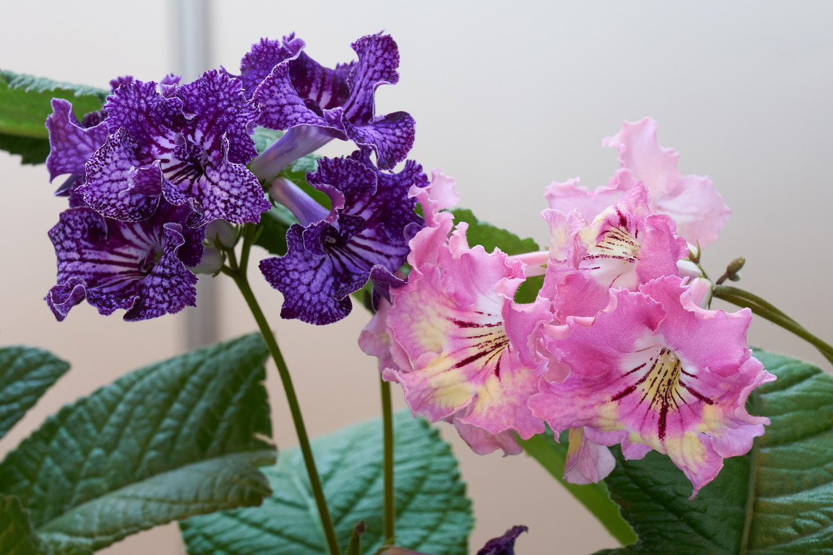Skrętnik streptocarpus występuje głównie w trzech kolorach - niebieskim, fioletowym i różowym. (zdj.: Adobe Stock)