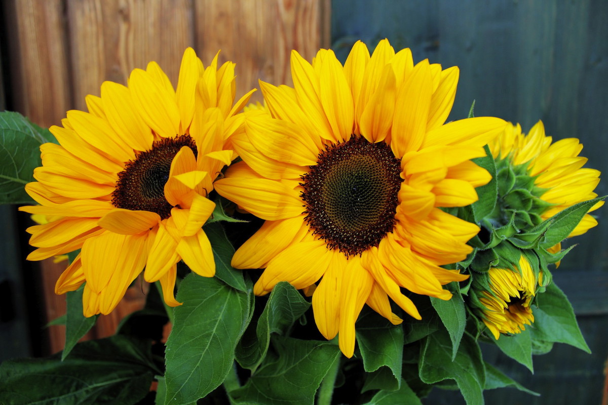 Słonecznik zwyczajny Helianthus annus wypuszcza kwiaty o średnicy koszyczka przekraczającej 30 centymetrów, które ze względu na rozmiar nie nadają się do uprawy balkonowej. Nowo wyhodowane odmiany mniejsze posiadają kwiaty nawet o połowę mniejsze. (zdj.: