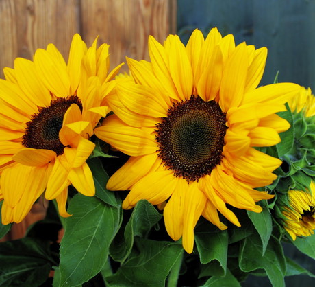 Słonecznik zwyczajny Helianthus annus wypuszcza kwiaty o średnicy koszyczka przekraczającej 30 centymetrów, które ze względu na rozmiar nie nadają się do uprawy balkonowej. Nowo wyhodowane odmiany mniejsze posiadają kwiaty nawet o połowę mniejsze. (zdj.: