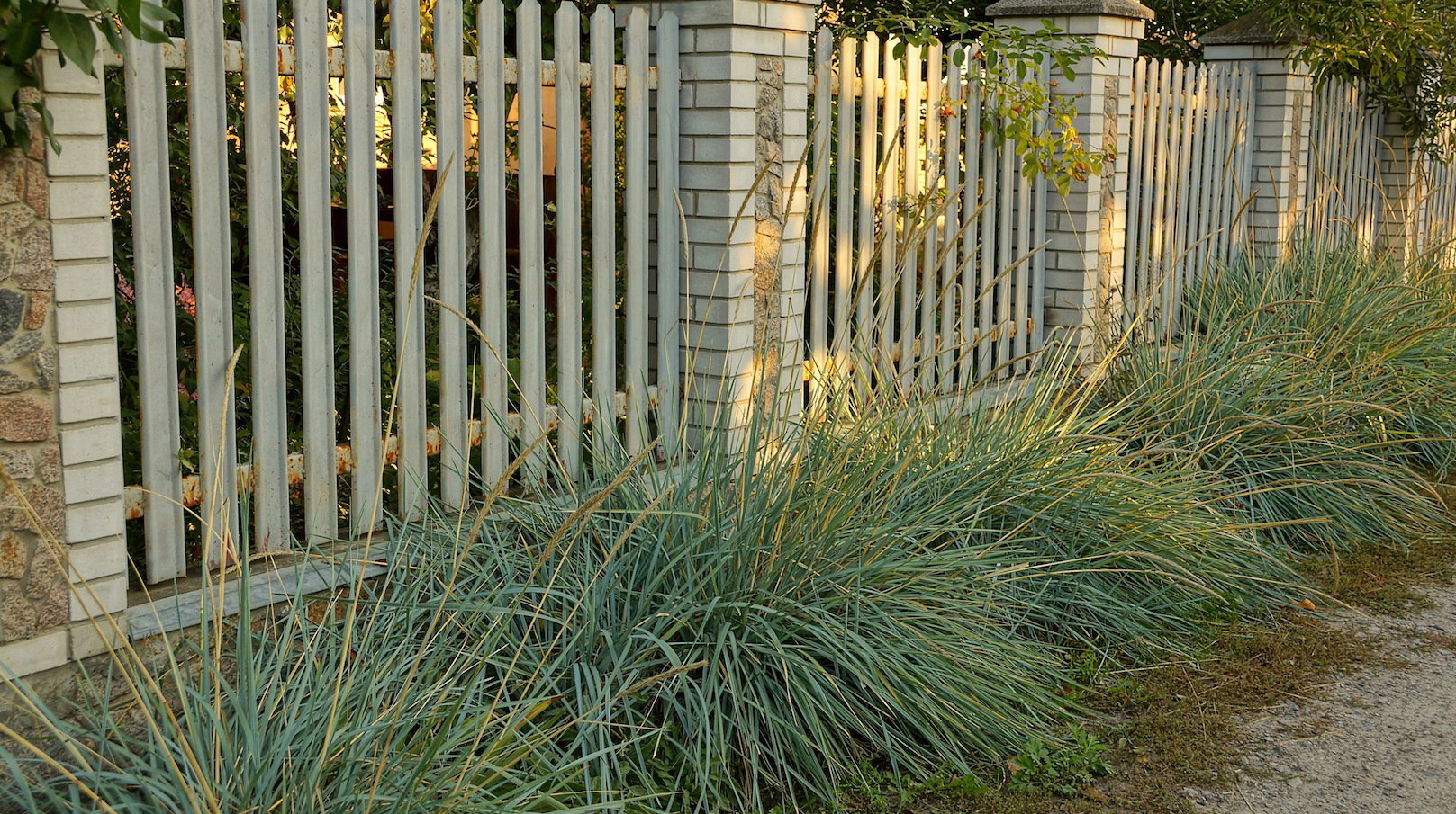Solidny kuty płot zagwarantuje odpowiedni poziom bezpieczeństwa. Obsadzając taki rodzaj ogrodzenia trawami ozdobnymi, łatwiej wkomponujemy je w ogół przedogródka. (zdj.: Adobe Stock)