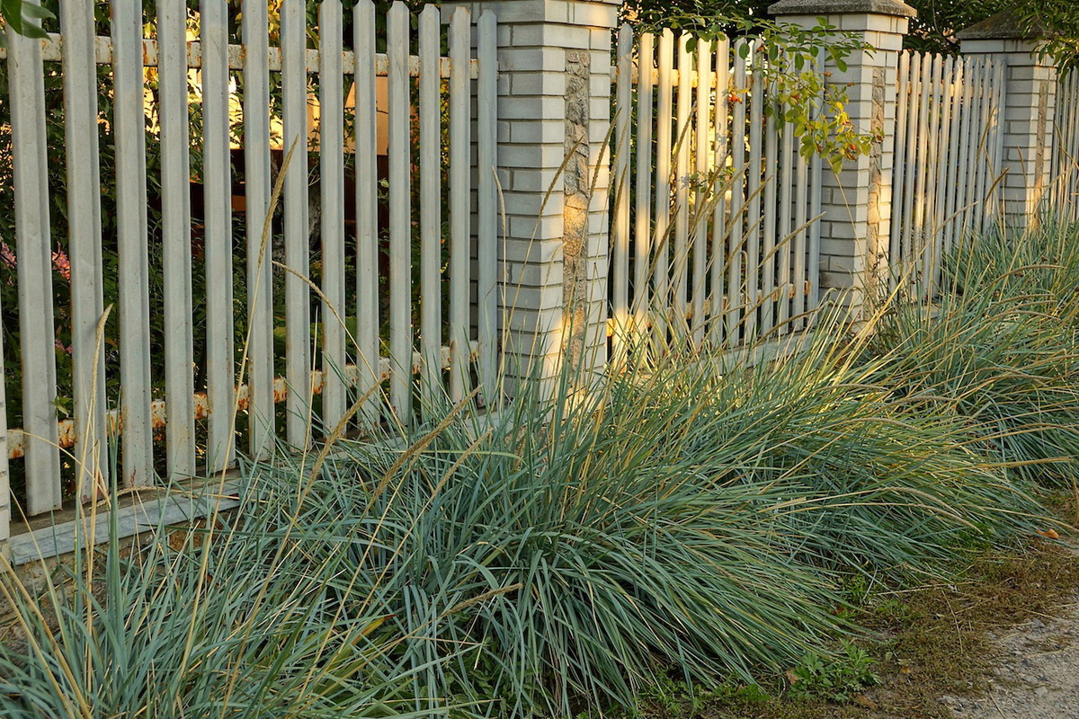 Solidny kuty płot zagwarantuje odpowiedni poziom bezpieczeństwa. Obsadzając taki rodzaj ogrodzenia trawami ozdobnymi, łatwiej wkomponujemy je w ogół przedogródka. (zdj.: Adobe Stock)