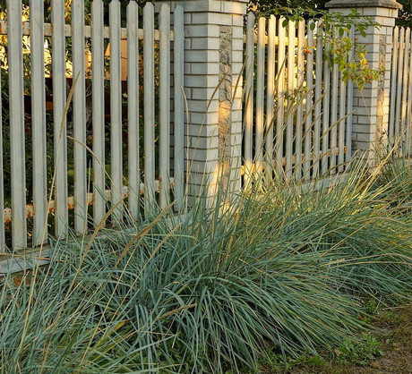 Solidny kuty płot zagwarantuje odpowiedni poziom bezpieczeństwa. Obsadzając taki rodzaj ogrodzenia trawami ozdobnymi, łatwiej wkomponujemy je w ogół przedogródka. (zdj.: Adobe Stock)