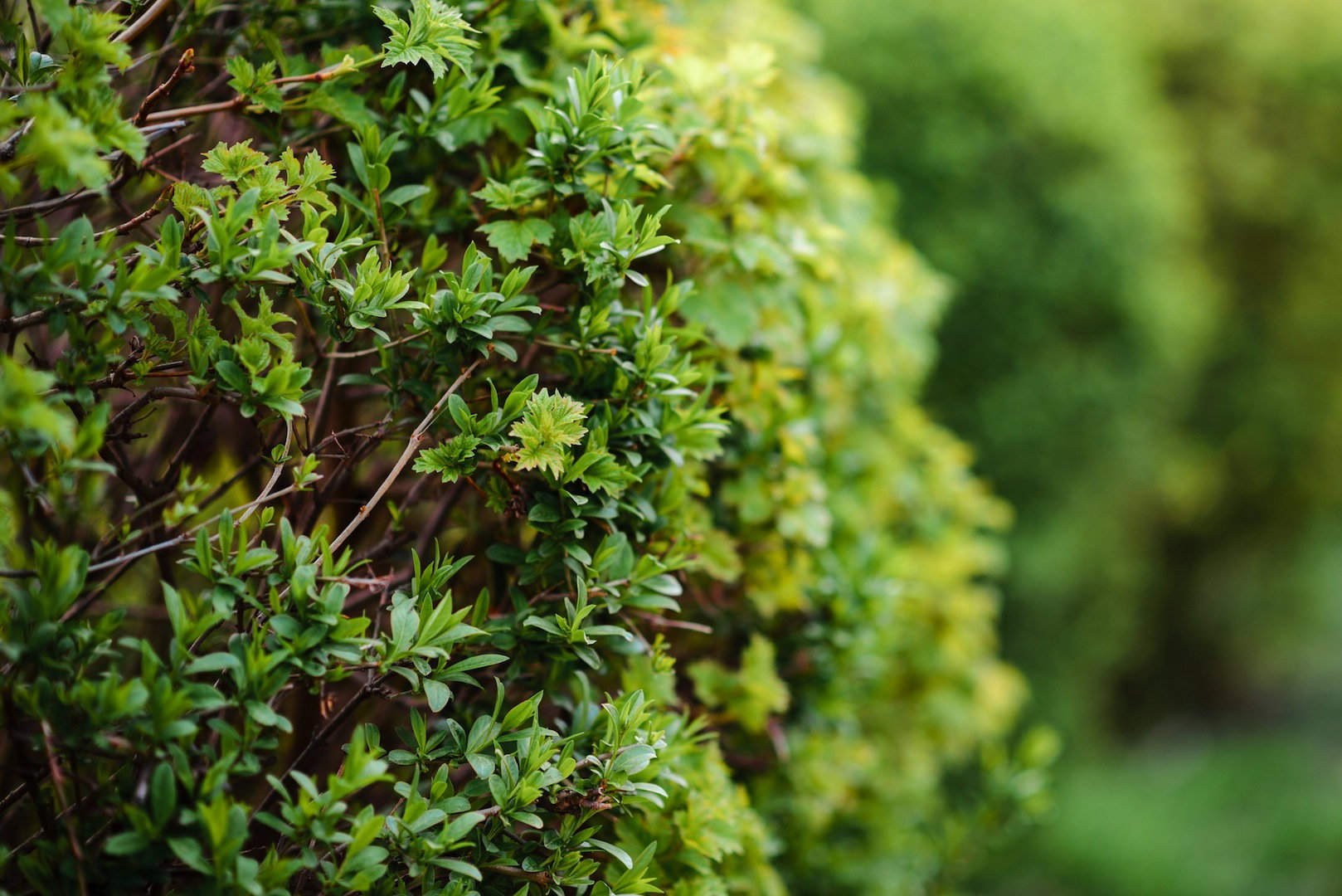 Spektakularne efekty wizualne zapewniają również inne krzewy o licznych, drobnych listkach, choćby bluszcz. (zdj.: Adobe Stock)