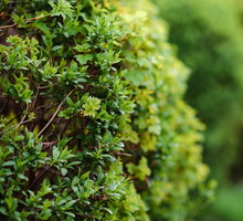 Spektakularne efekty wizualne zapewniają również inne krzewy o licznych, drobnych listkach, choćby bluszcz. (zdj.: Adobe Stock)