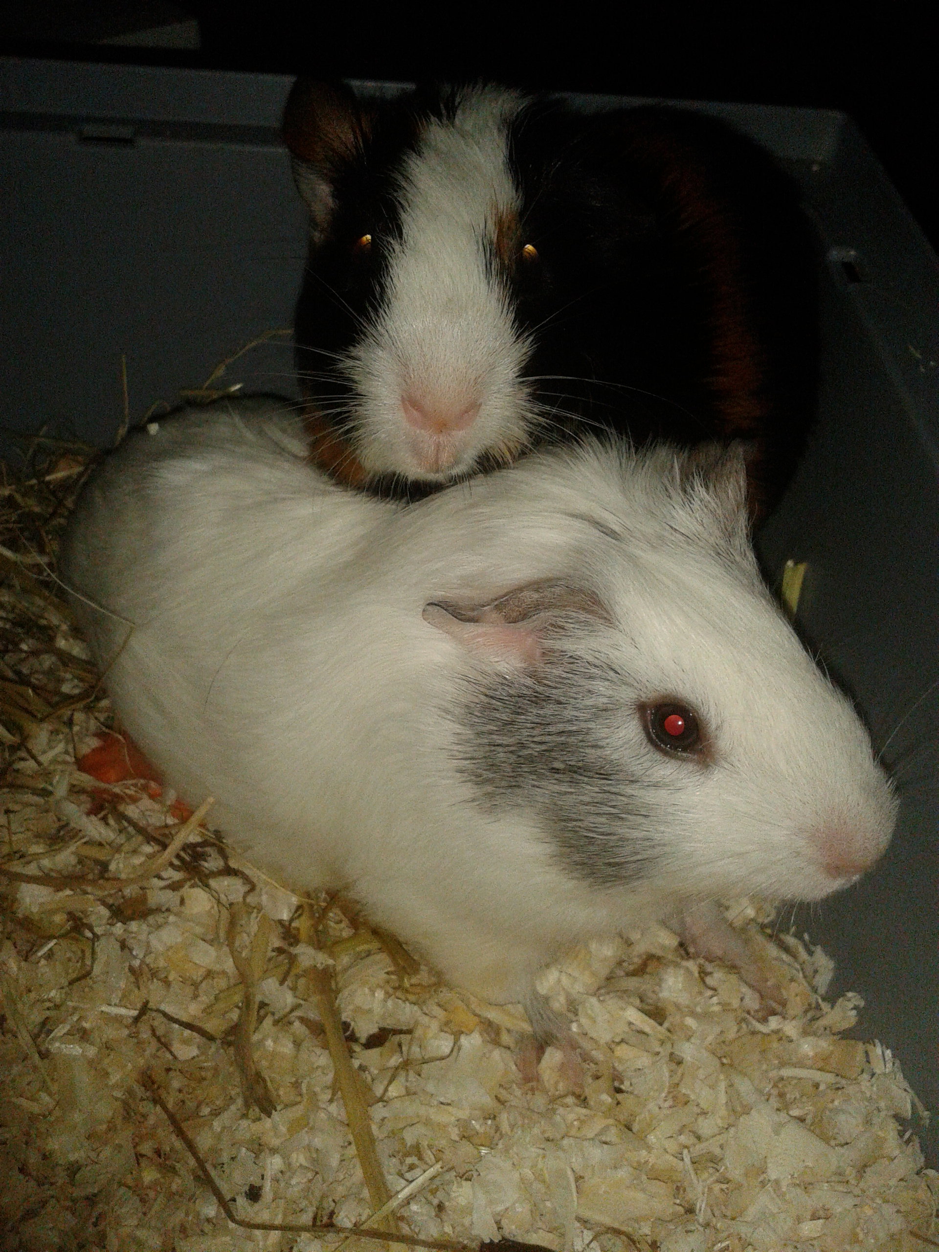 ŚWINKI MORSKIE PIESZCZOCHY