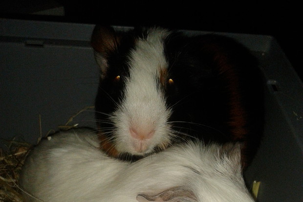 ŚWINKI MORSKIE PIESZCZOCHY