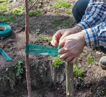 Szczególnie młode, posadzone jesienią drzewa wymagają podparcia podczas szybkiego, wiosennego wzrostu. (zdj.: Adobe Stock)