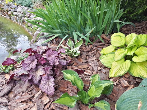 Towarzystwo dla żurawki - nowe funkie, ich pierwszy sezon. Za nimi przekwitnięte już irysy.