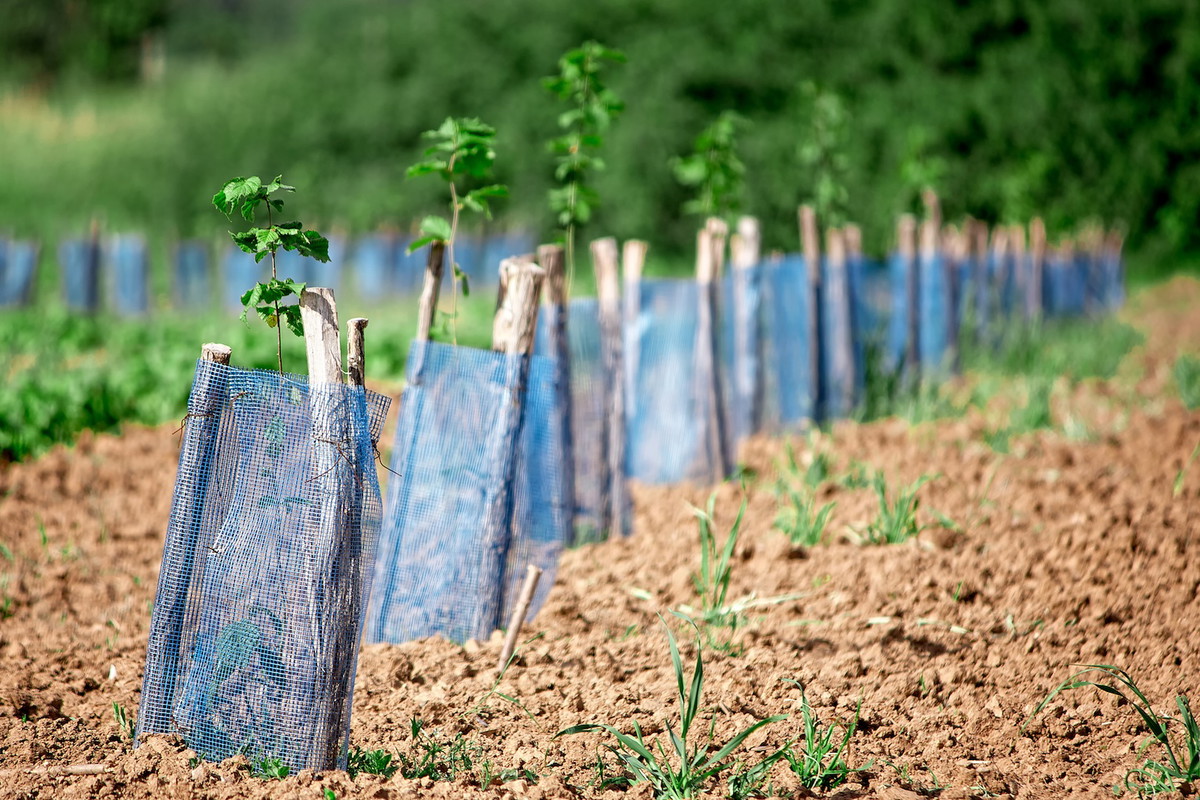 Tradycyjna uprawa aronii oparta jest o rozmnażanie poprzez podkłady poziome i pionowe, ale i sadzonki - zarówno kompletnie zdrewniałe, jak i półzdrewniałe. (zdj.: Adobe Stock)