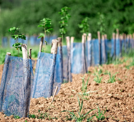 Tradycyjna uprawa aronii oparta jest o rozmnażanie poprzez podkłady poziome i pionowe, ale i sadzonki - zarówno kompletnie zdrewniałe, jak i półzdrewniałe. (zdj.: Adobe Stock)