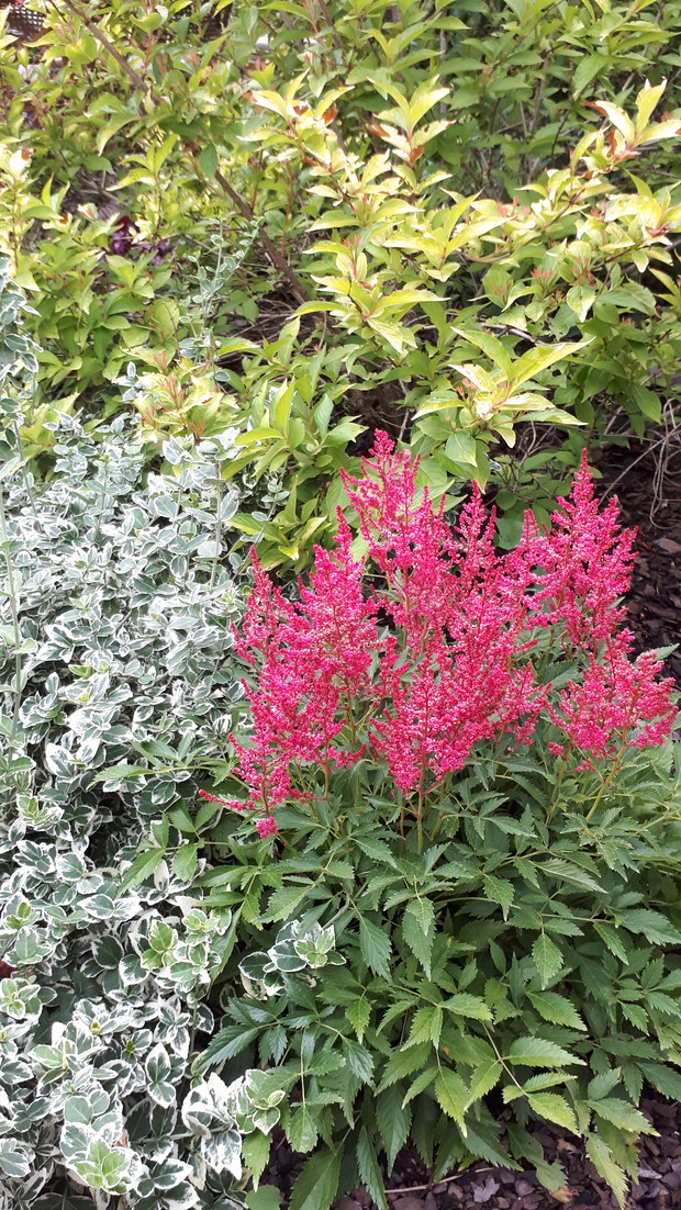 Trzmielina, krzewuszka i tawułka.