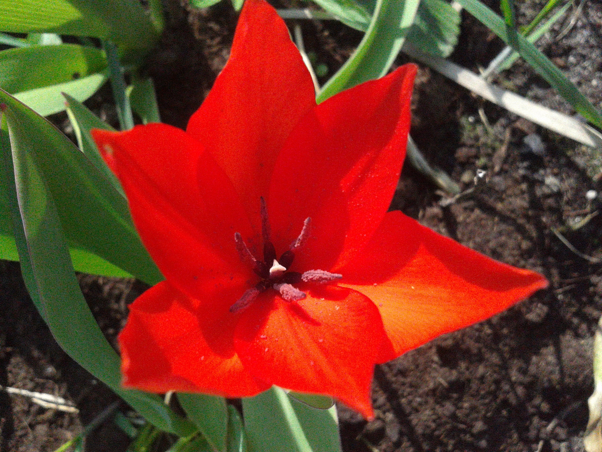 tulipan