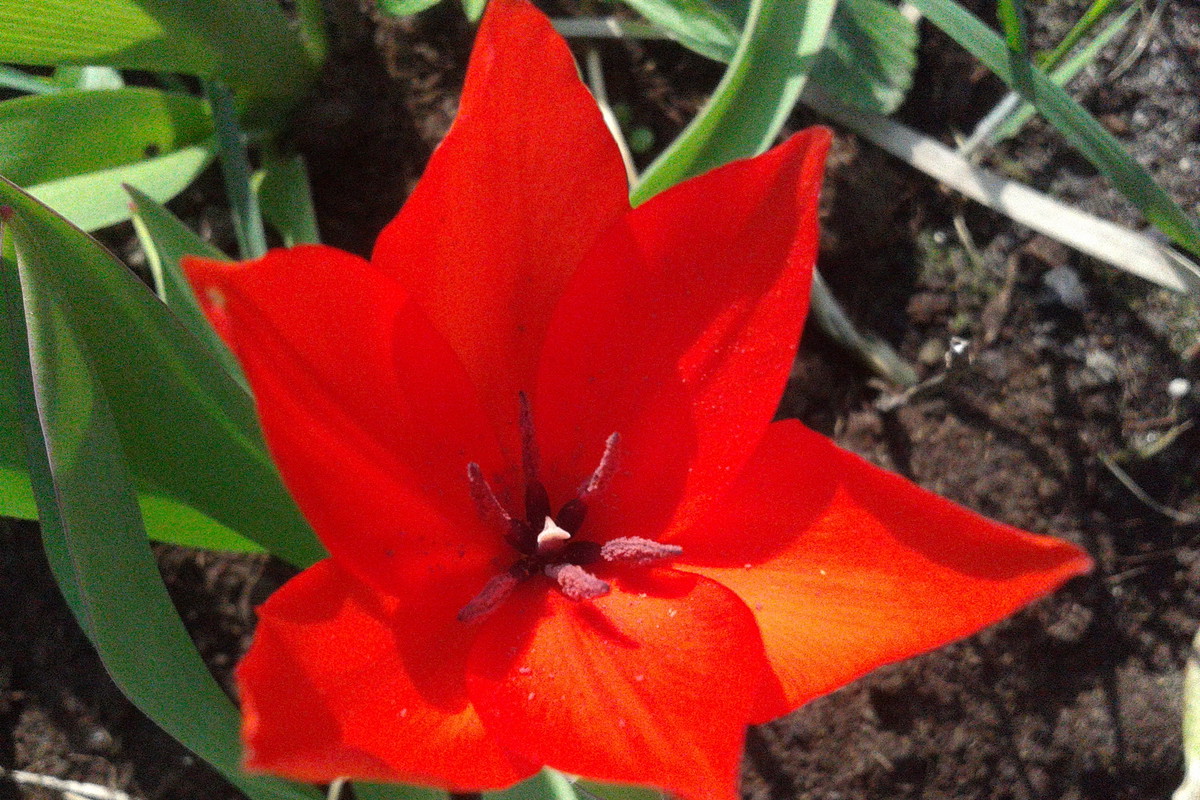 tulipan