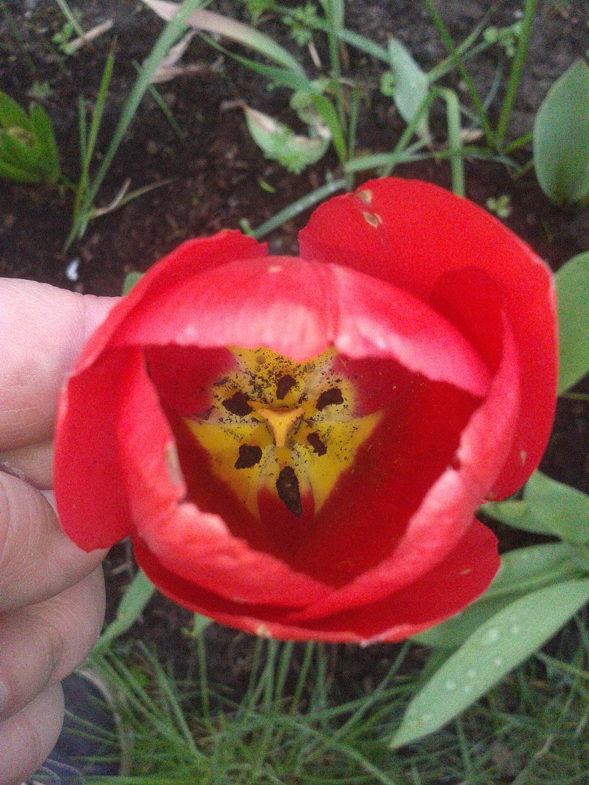 tulipan