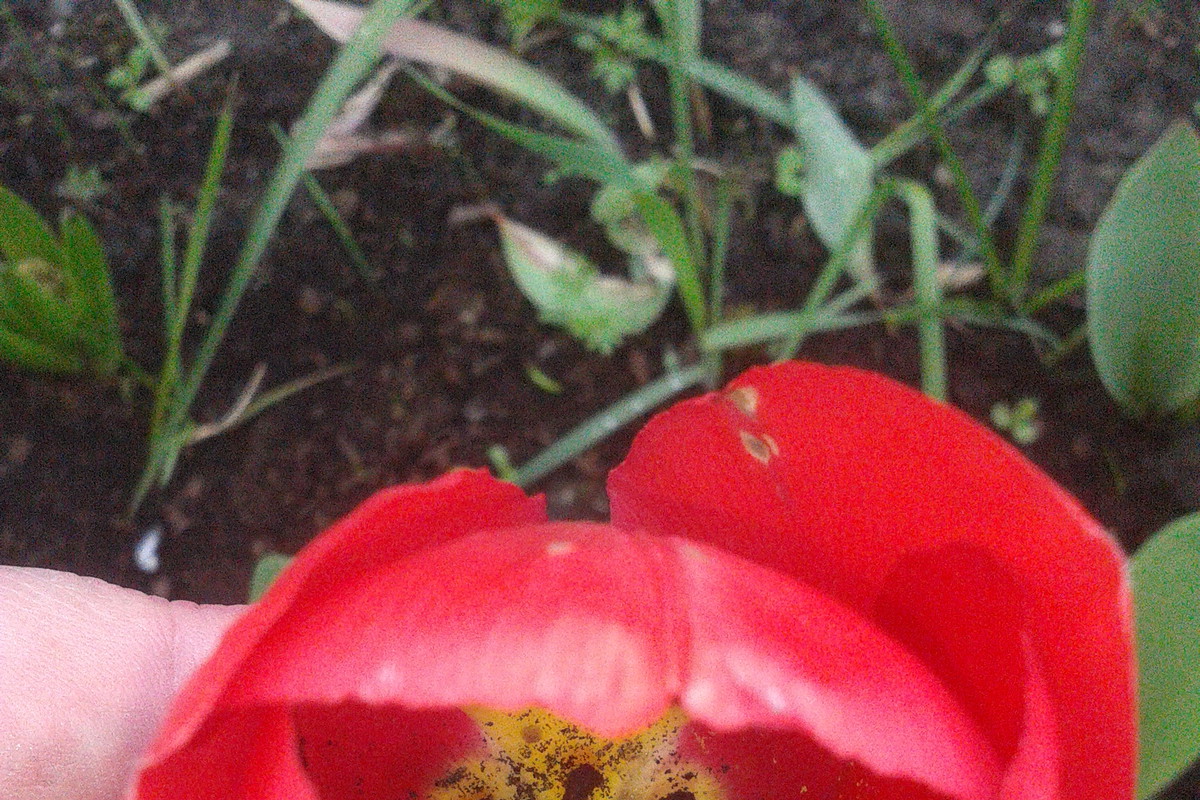 tulipan