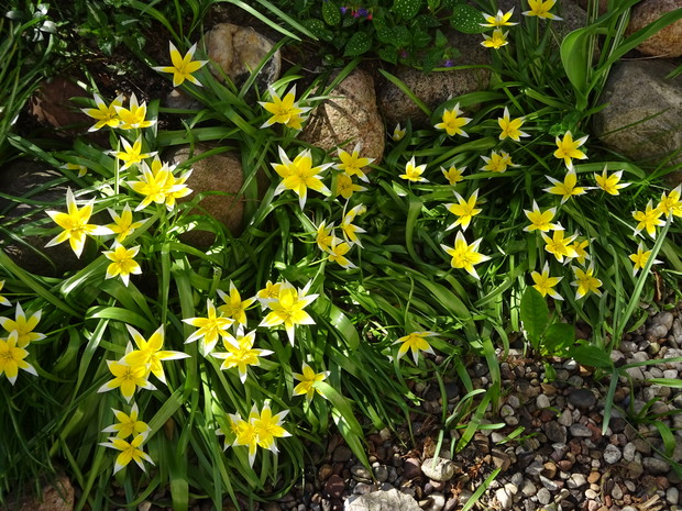 Tulipanki botaniczne.
