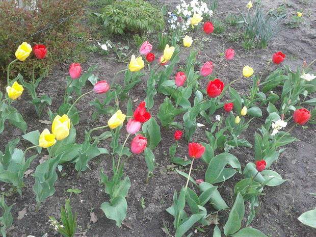 tulipany