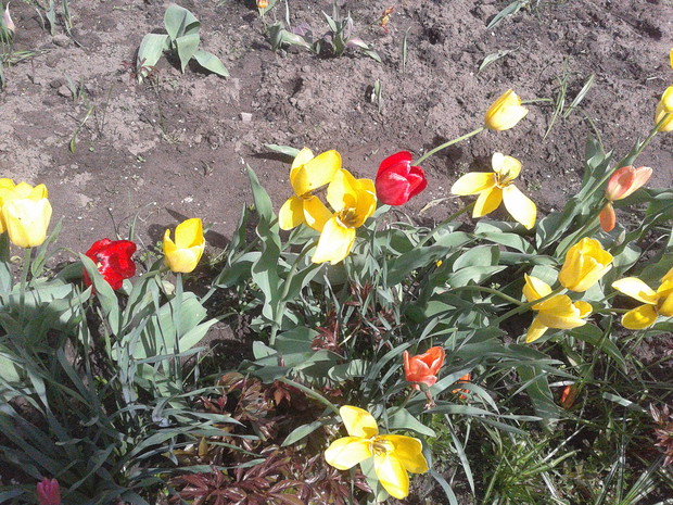 tulipany