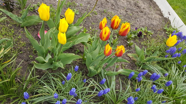 TULIPANY