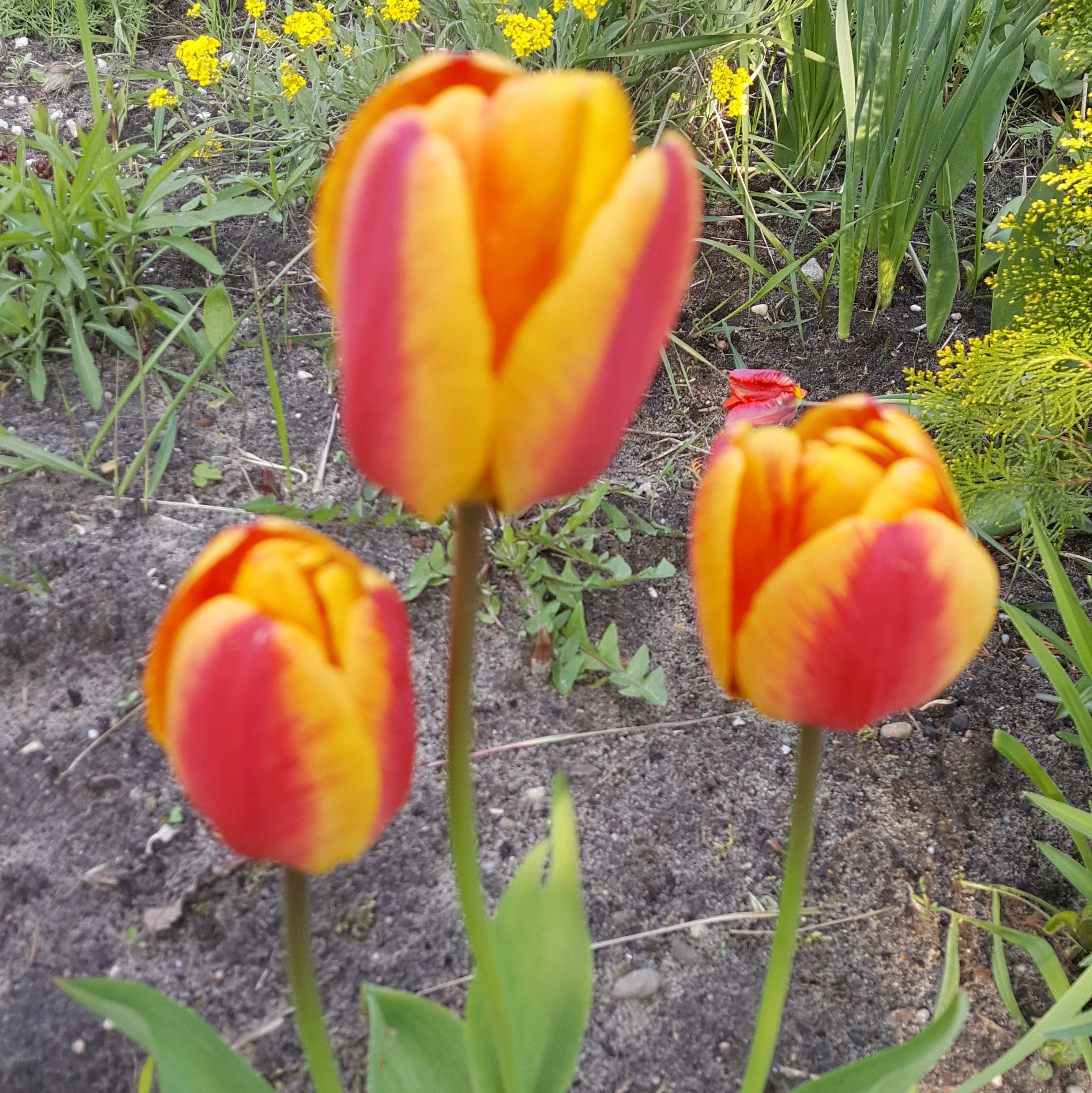 tulipany